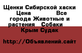 Щенки Сибирской хаски › Цена ­ 18 000 - Все города Животные и растения » Собаки   . Крым,Судак